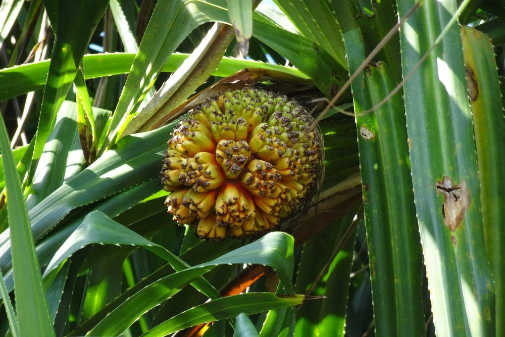 3 Semi di Pandanus Odorifer Kewra - Semi Freschi, Alta Germinabilità, No-GMO