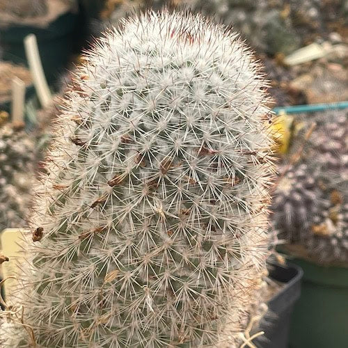 10 Semi di Mammillaria Albicans - Semi Freschi, Alta Germinabilità, No-GMO