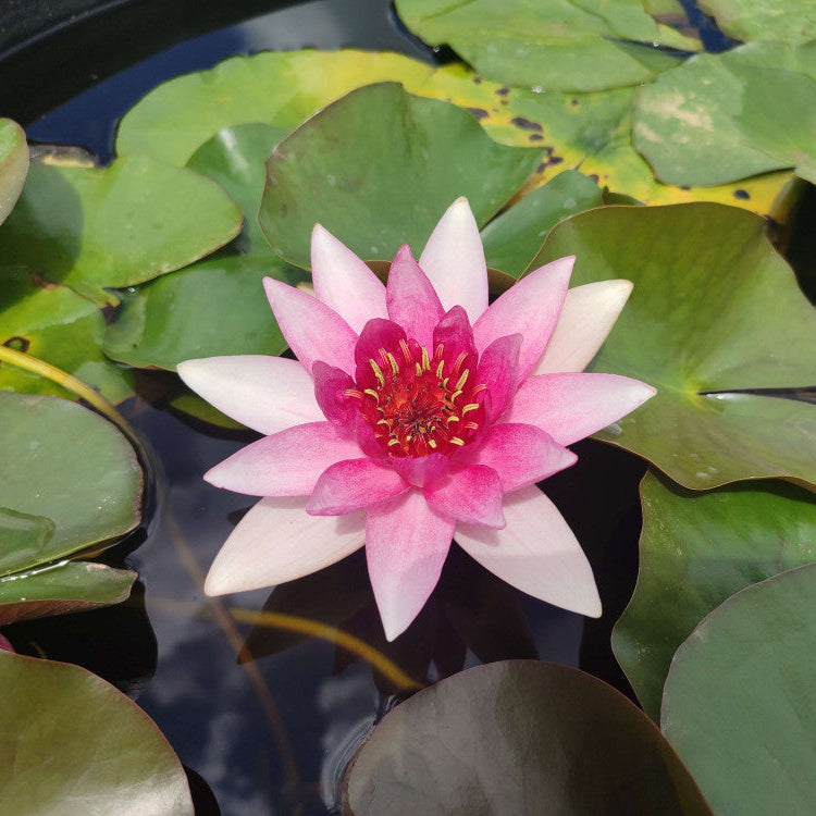 15 Semi di Ninfea Rosa Nymphaea Pubescens - Semi Freschi, Alta Germinabilità, No-GMO