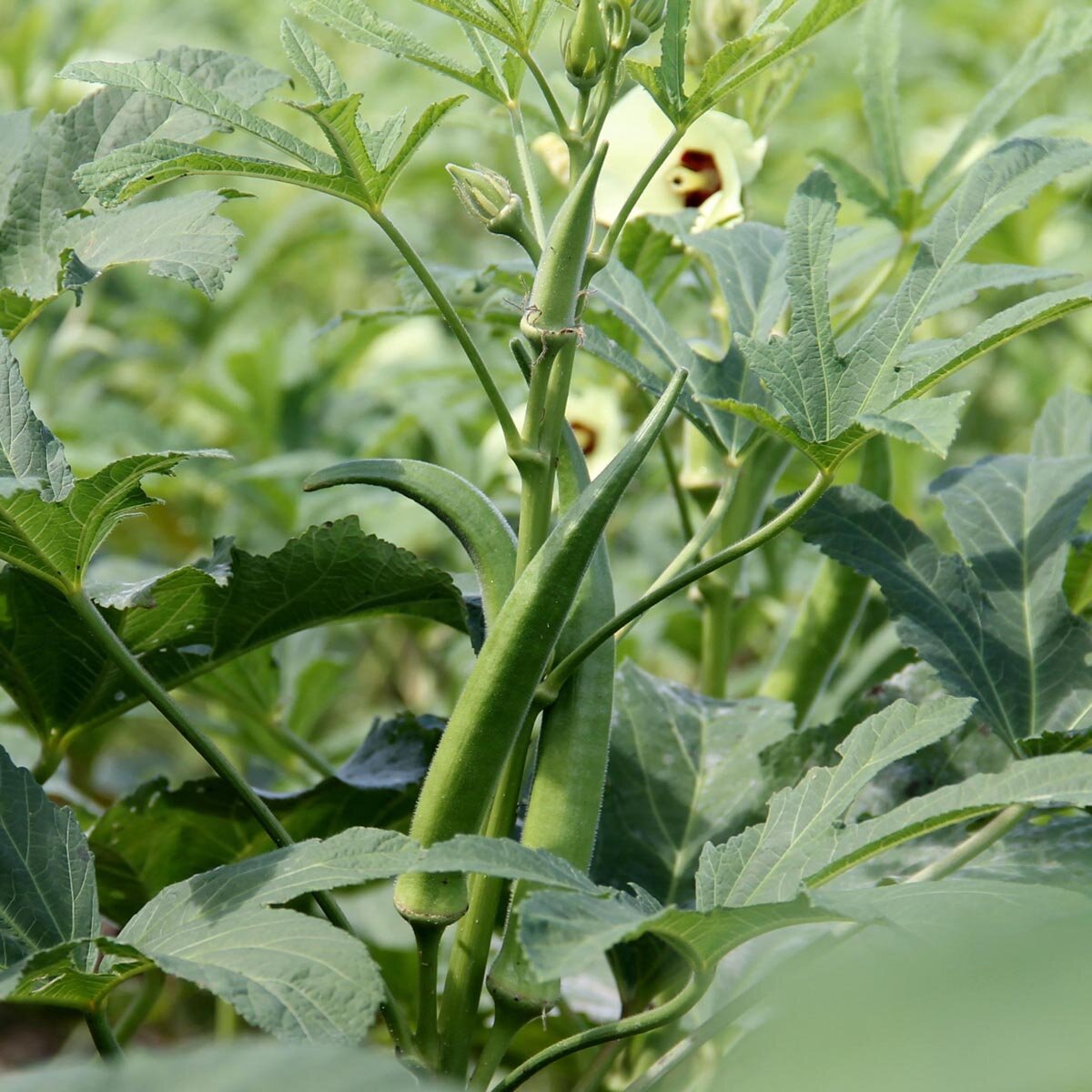 okra-abelmoschus-esculentus-semi