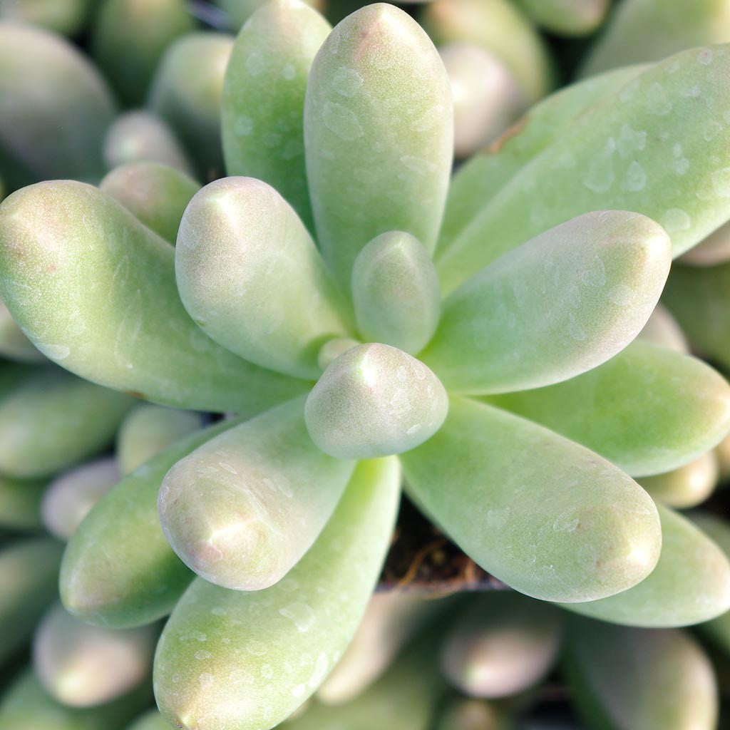 10 Semi di Pachyphytum Fittkauii - Semi Freschi, Alta Germinabilità, No-GMO