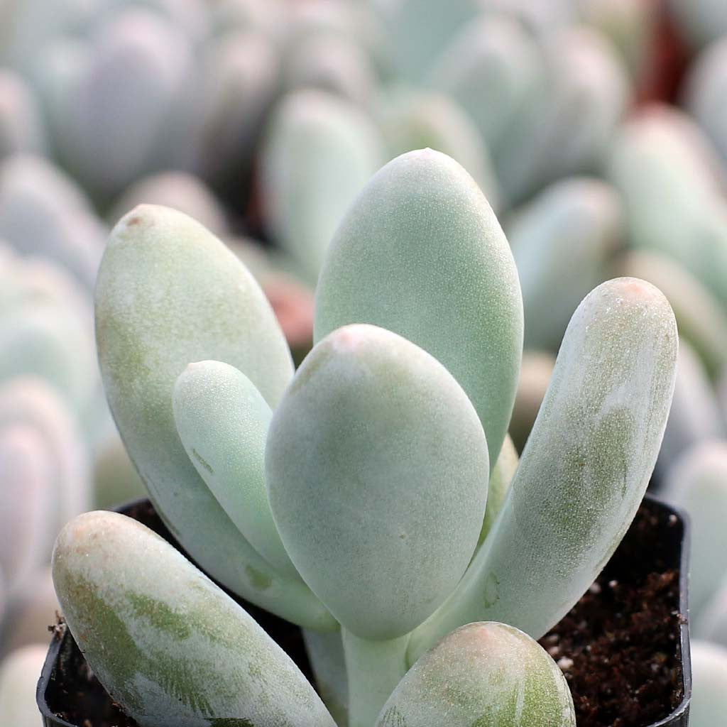 10 Semi di Pachyphytum Caesium - Semi Freschi, Alta Germinabilità, No-GMO