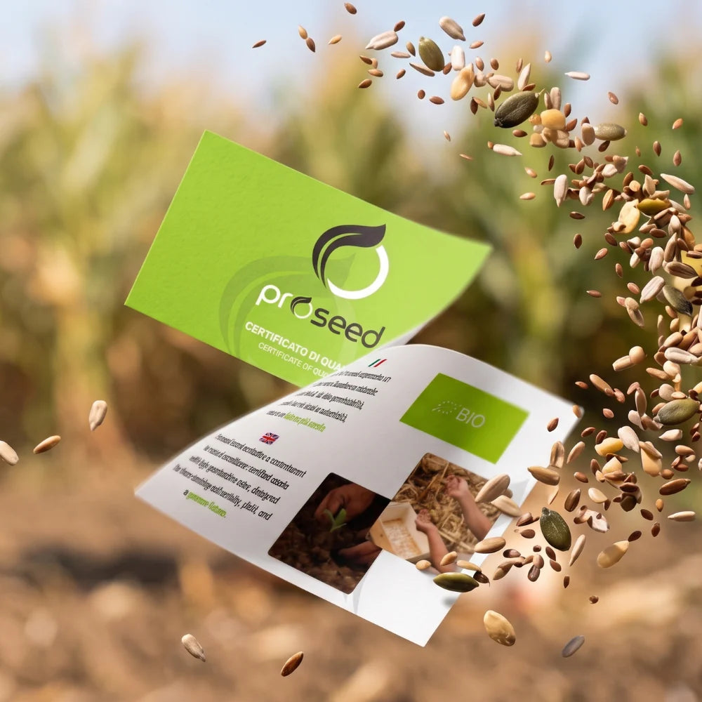 500 Semi di Cicoria Variegata Di Castelfranco – Semi Freschi, Alta Germinabilità, No-GMO