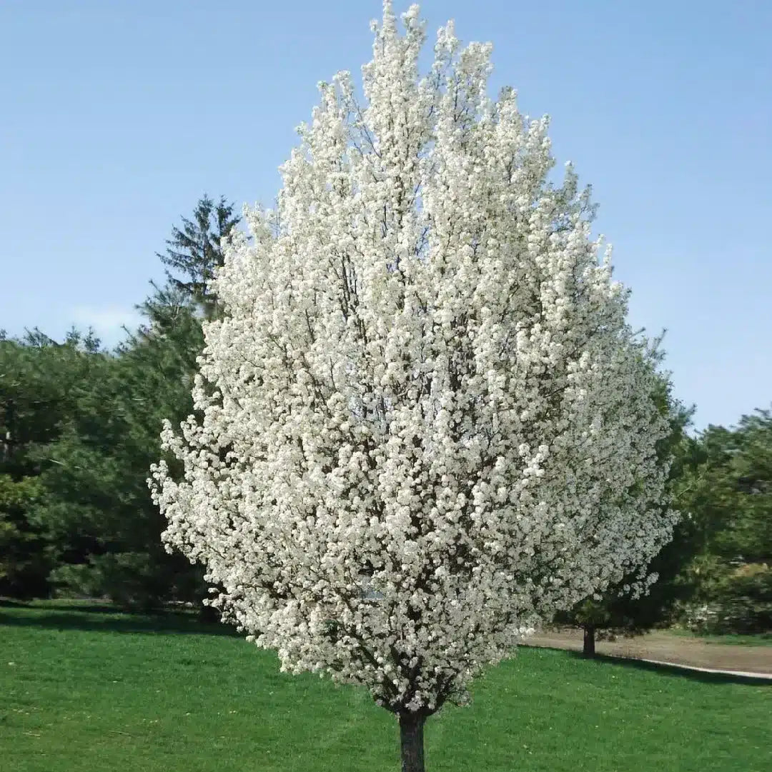 10 Semi di Pero Ornamentale (pyrus Calleryana) - Semi Freschi, Alta Germinabilità, No-GMO