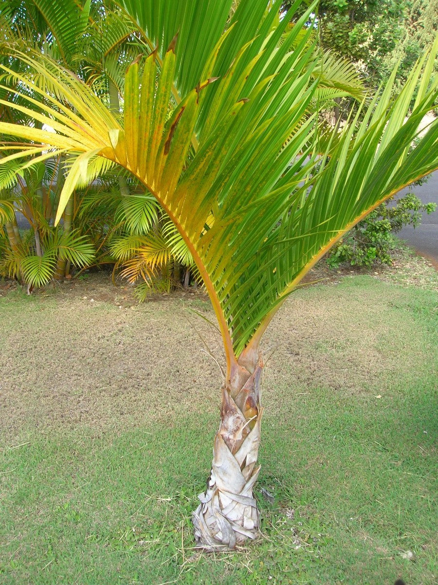 10 Semi di Palma Hyophorbe Verschaffeltii - Semi Freschi, Alta Germinabilità, No-GMO