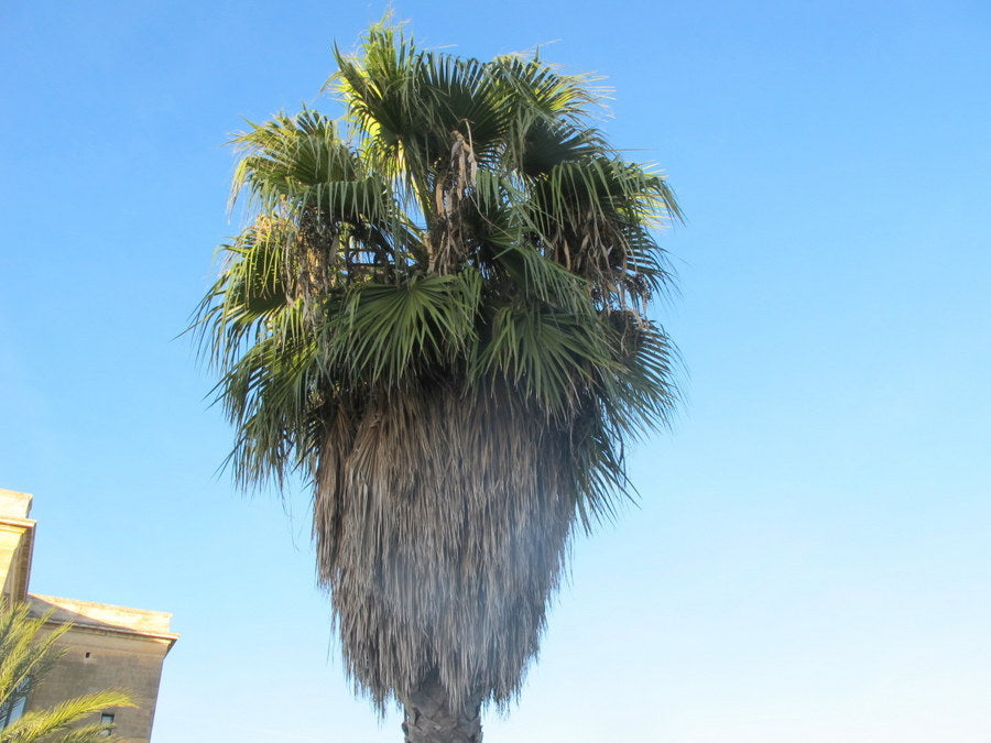 10 Semi di Palma Washingtonia X Filibusta - Semi Freschi, Alta Germinabilità, No-GMO