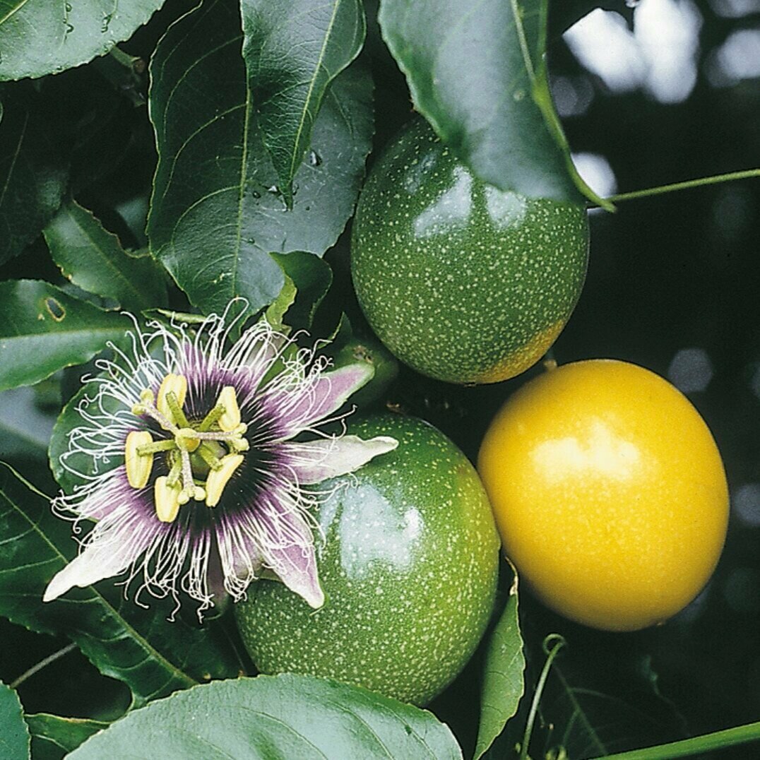 10 Semi di Passiflora Edulis F. Flavicarpa - Semi Freschi, Alta Germinabilità, No-GMO