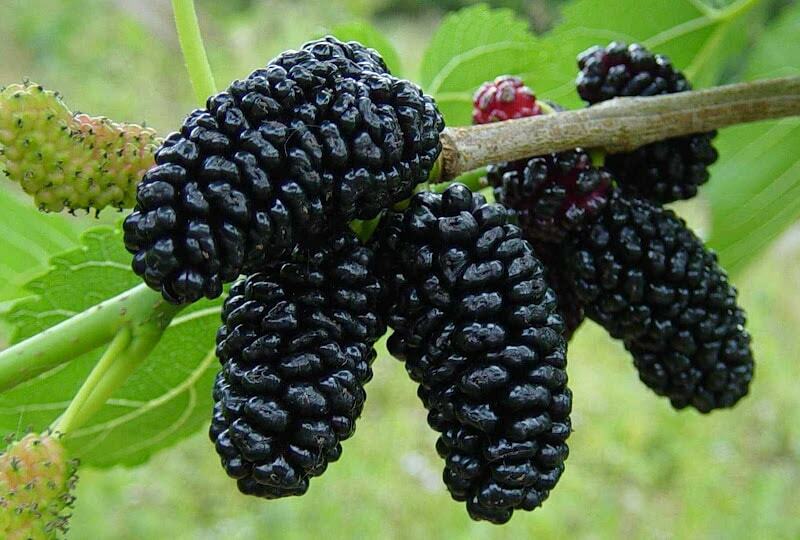 50 Semi di Gelso Nero (morus Nigra) - Semi Freschi, Alta Germinabilità, No-GMO