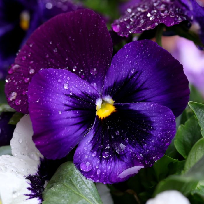 10 Semi di Viola Del Pensiero Blu - Semi Freschi, Alta Germinabilità, No-GMO