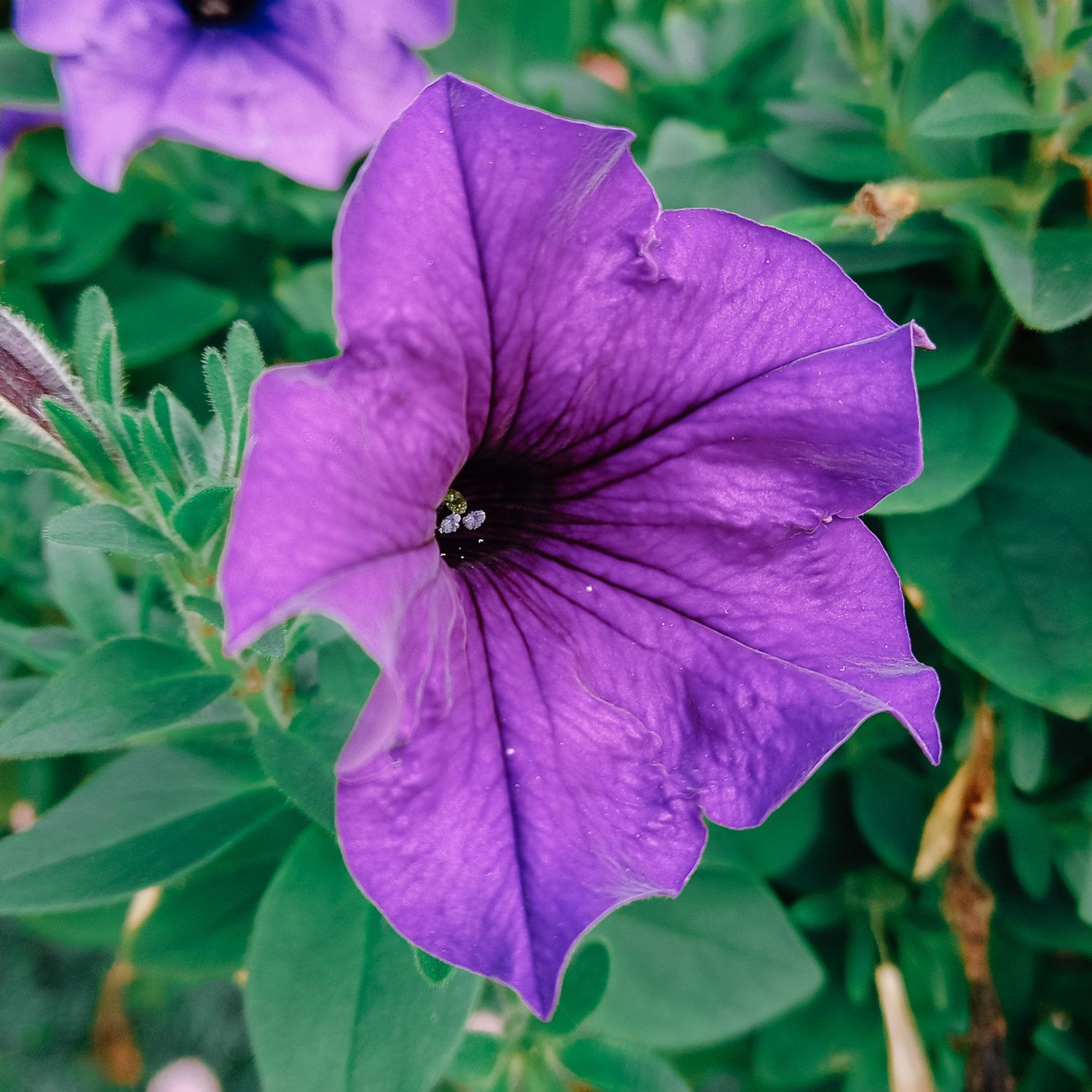 10 Semi di Petunia Grandiflora In Mix - Semi Freschi, Alta Germinabilità, No-GMO