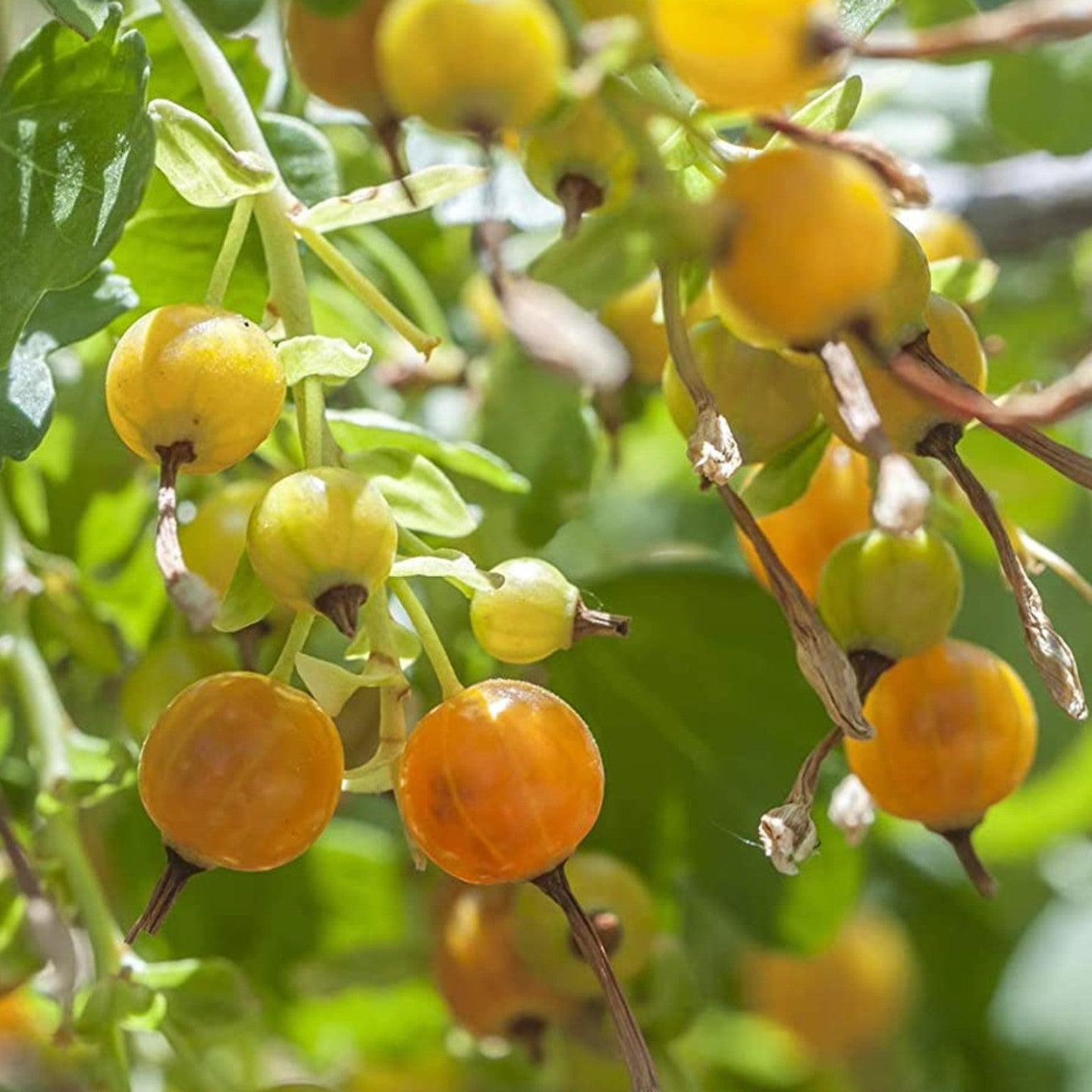 10 Semi di Ribes Cereum - Semi Freschi, Alta Germinabilità, No-GMO