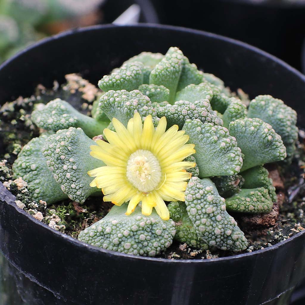 10 Semi di Titanopsis Calcarea - Semi Freschi, Alta Germinabilità, No-GMO
