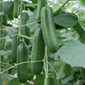 10 Semi di Cetriolo Zingaro - Semi Freschi, Alta Germinabilità, No-GMO