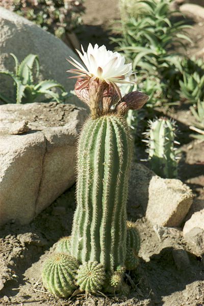 10 Semi di Trichocereus Schickendantzii - Semi Freschi, Alta Germinabilità, No-GMO