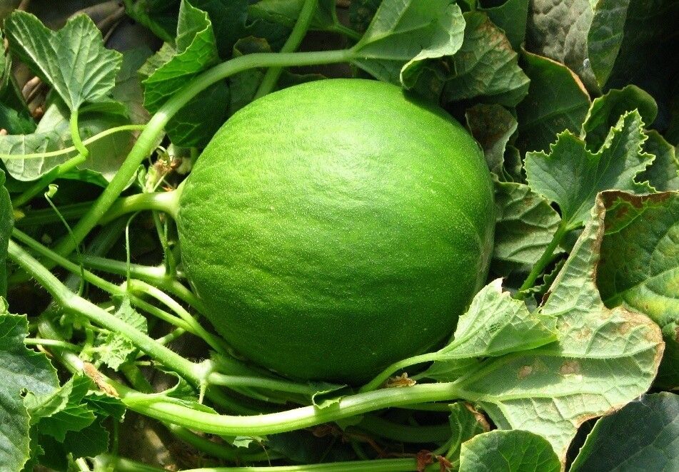 10 Semi di Carosello Barattiere - Semi Freschi, Alta Germinabilità, No-GMO