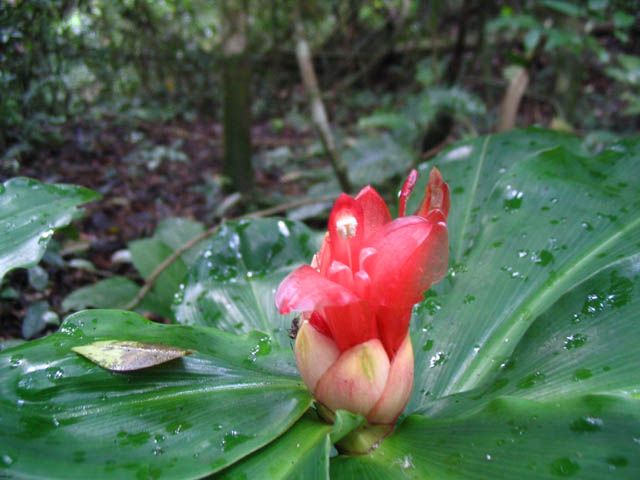 10 Semi di Zenzero Costus Pulverulentus - Semi Freschi, Alta Germinabilità, No-GMO