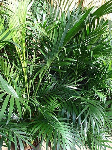 10 Semi di Palma Chamaedorea Cataractarum - Semi Freschi, Alta Germinabilità, No-GMO
