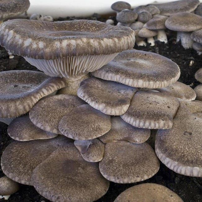 10 Semi di Funghi Cardoncelli - Semi Freschi, Alta Germinabilità, No-GMO