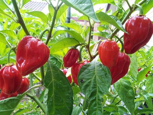 10 Semi di Peperoncino Habanero Rosso - Semi Freschi, Alta Germinabilità, No-GMO