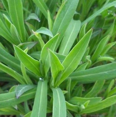 10 Semi di Stridolo/Carletto - Semi Freschi, Alta Germinabilità, No-GMO