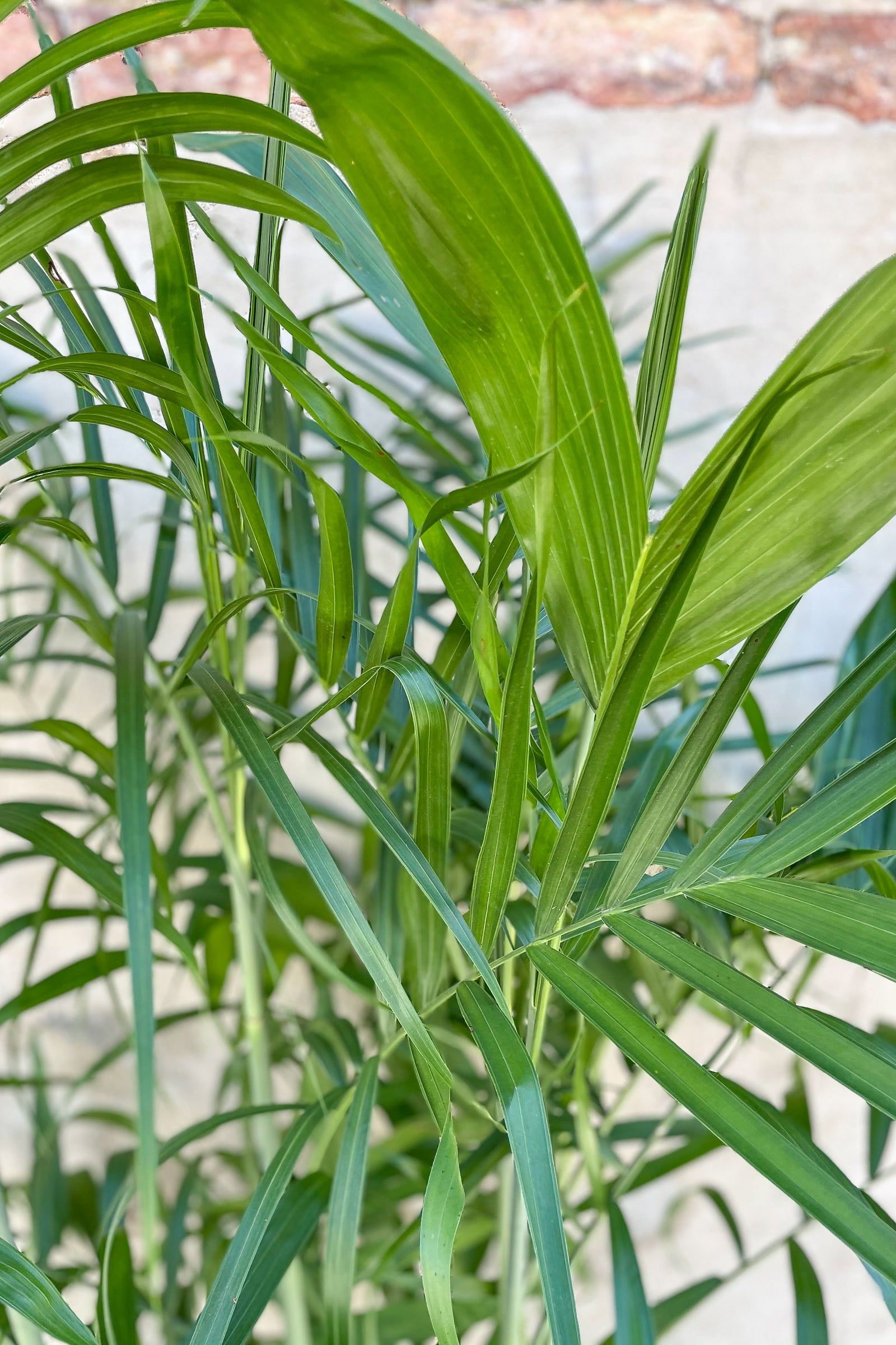 10 Semi di Chamaedorea Seifrizii Florida Hybrid - Semi Freschi, Alta Germinabilità, No-GMO