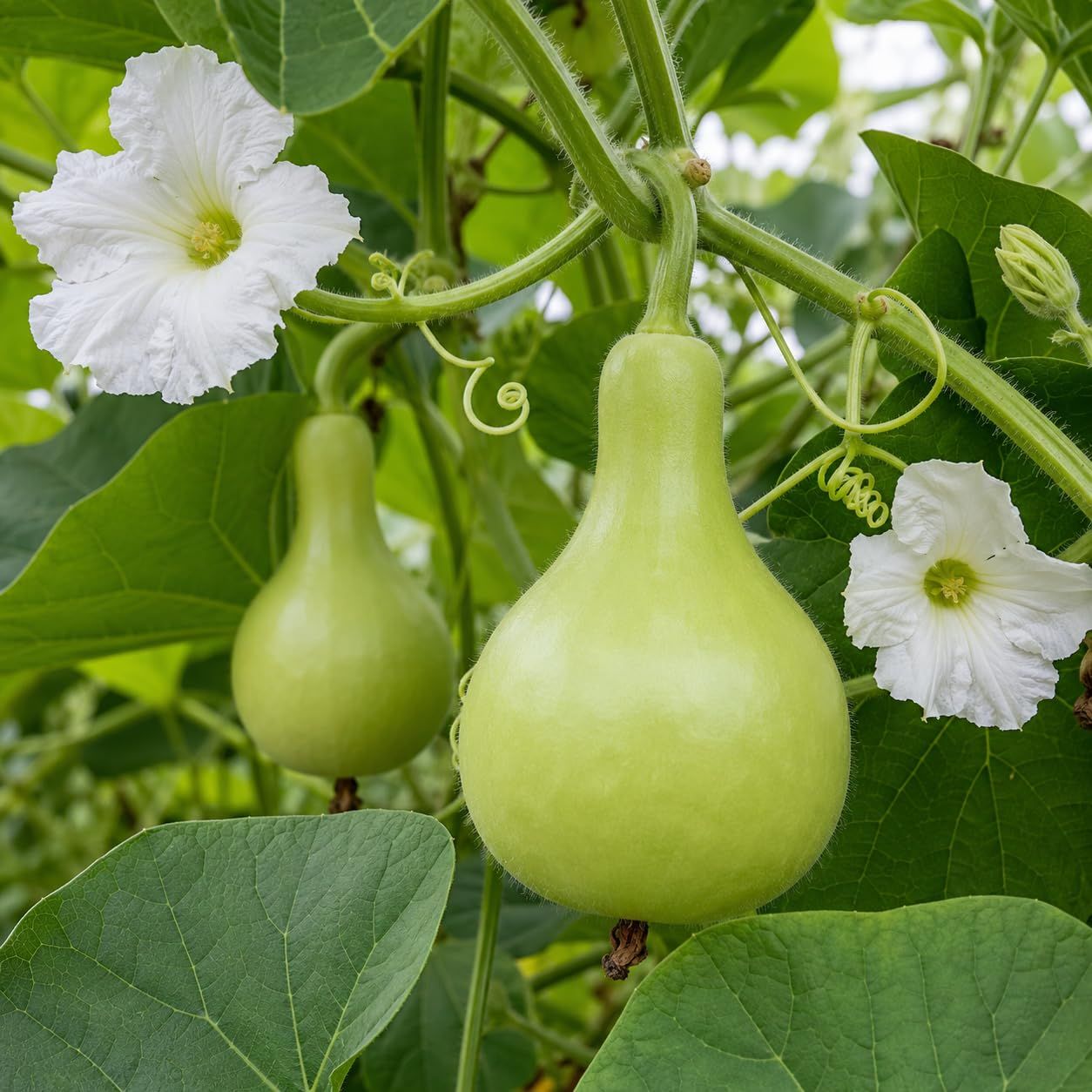 10 Semi di Zucca Bottiglia - Semi Freschi, Alta Germinabilità, No-GMO