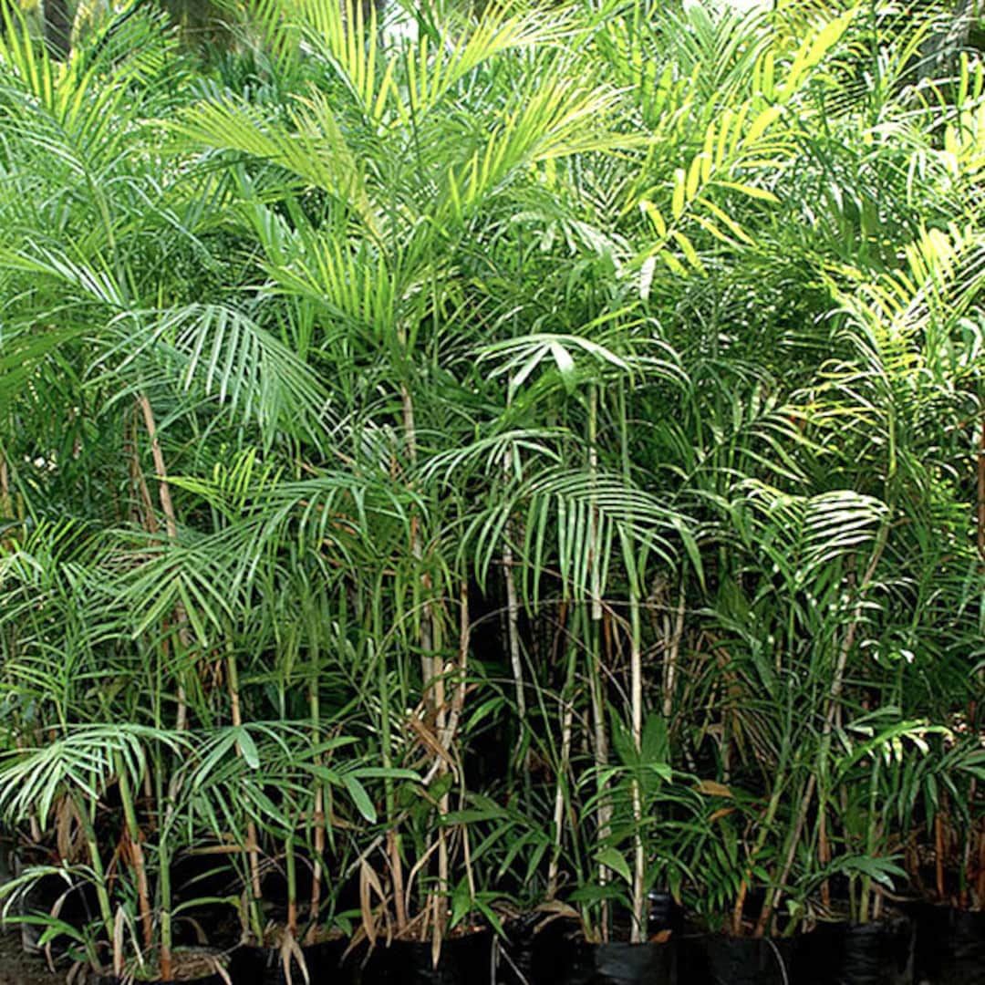 10 Semi di Palma Bamboo - Semi Freschi, Alta Germinabilità, No-GMO