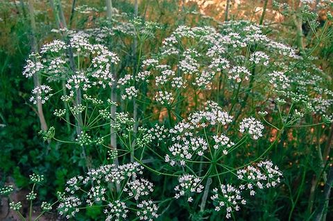 10 Semi di Anice Pimpinella Anisum - Semi Freschi, Alta Germinabilità, No-GMO