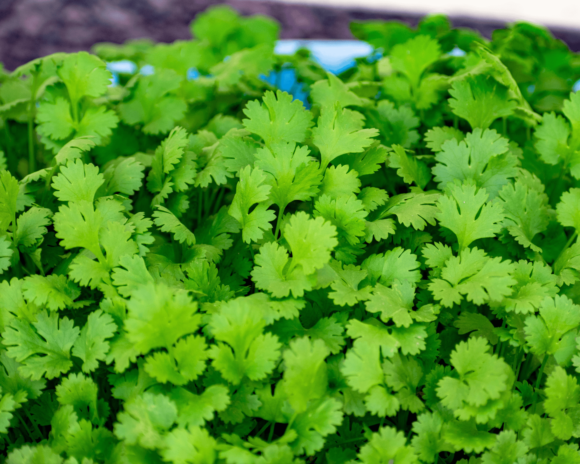10 Semi di Coriandolo - Semi Freschi, Alta Germinabilità, No-GMO