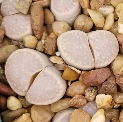 10 Semi di Lithops Amicorum - Semi Freschi, Alta Germinabilità, No-GMO