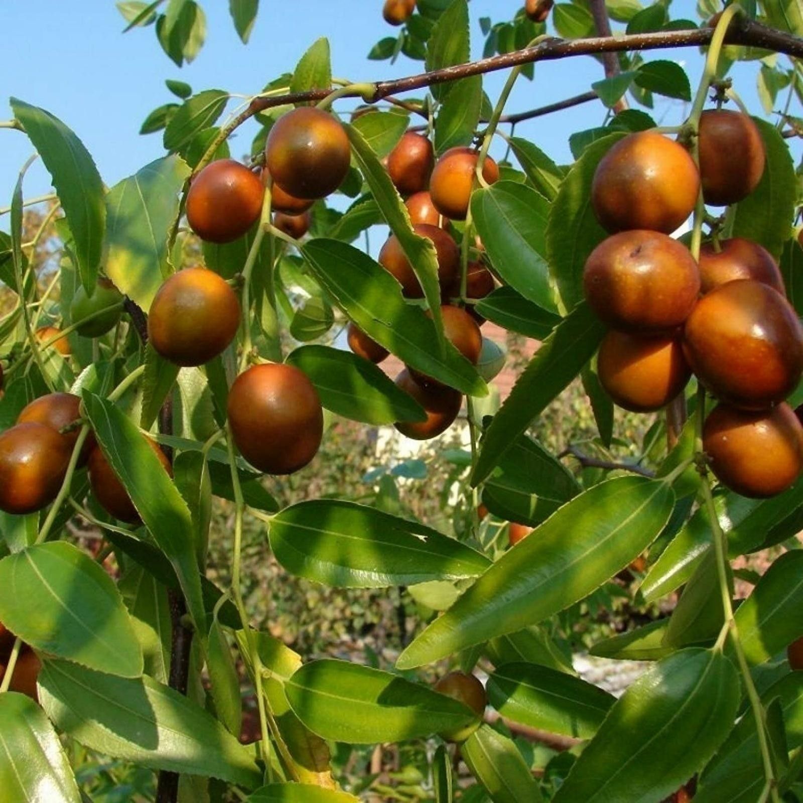 10 Semi di Ziziphus Jujuba Giuggiolo - Semi Freschi, Alta Germinabilità, No-GMO