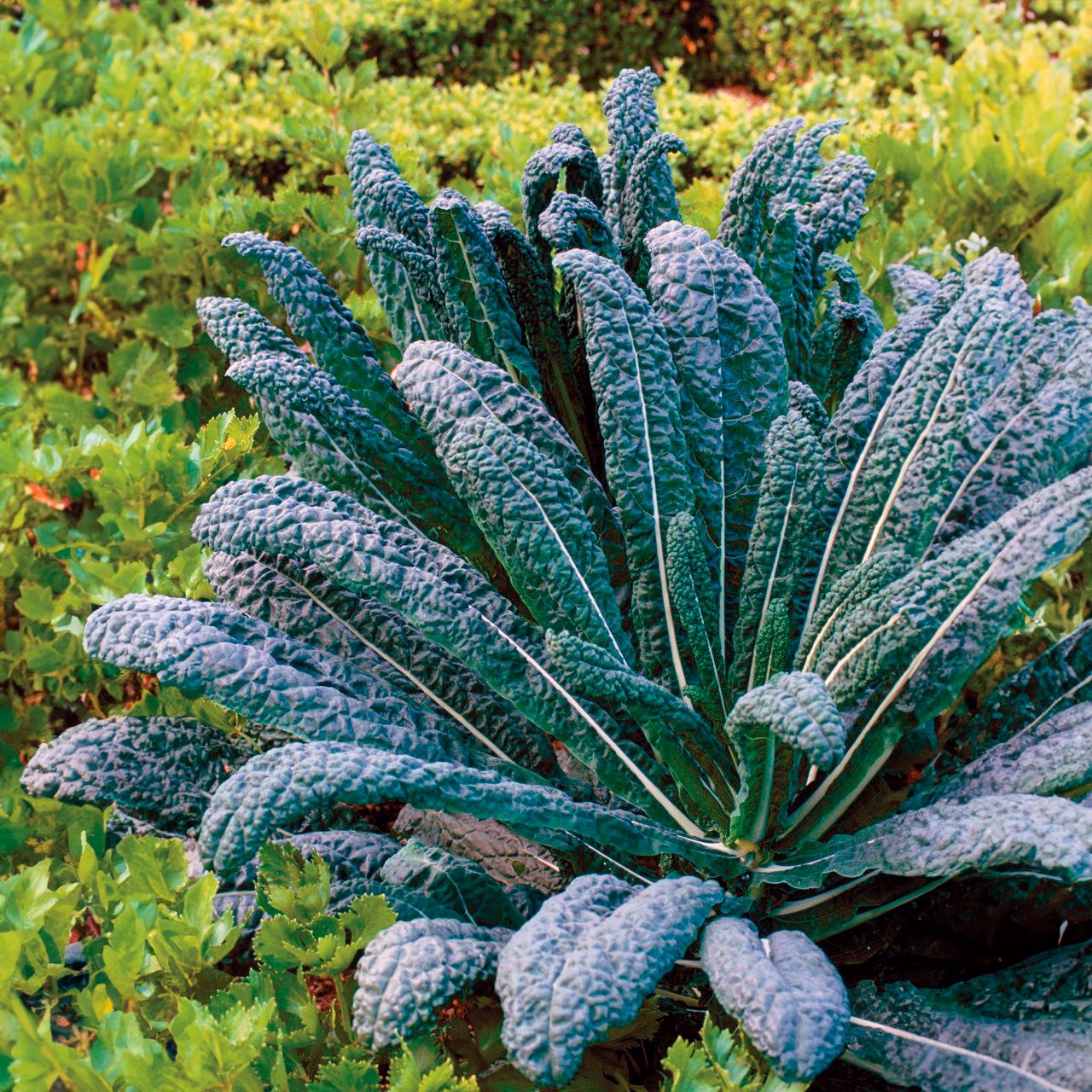 10 Semi di Cavolo Nero Di Toscana - Semi Freschi, Alta Germinabilità, No-GMO