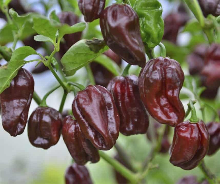 10 Semi di Peperoncino Habanero Chocolate - Semi Freschi, Alta Germinabilità, No-GMO