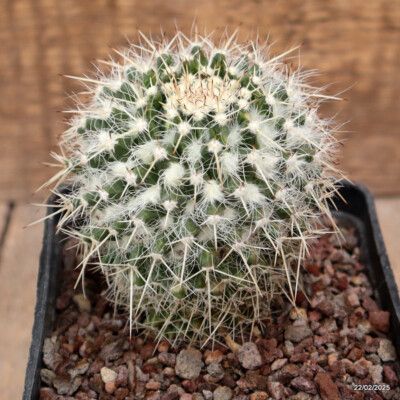 10 Semi di Mammillaria Nejapensis - Semi Freschi, Alta Germinabilità, No-GMO