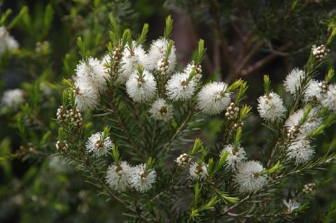 10 Semi di Melaleuca Lophantha - Semi Freschi, Alta Germinabilità, No-GMO