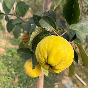 10 Semi di Mela Cotogna - Semi Freschi, Alta Germinabilità, No-GMO