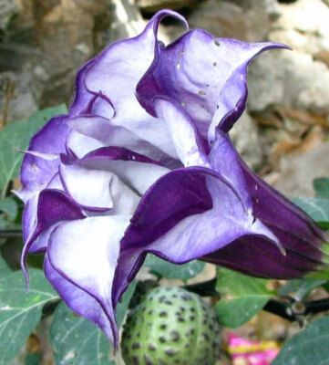 15 Semi di Datura Metel 'double Purple' - Semi Freschi, Alta Germinabilità, No-GMO