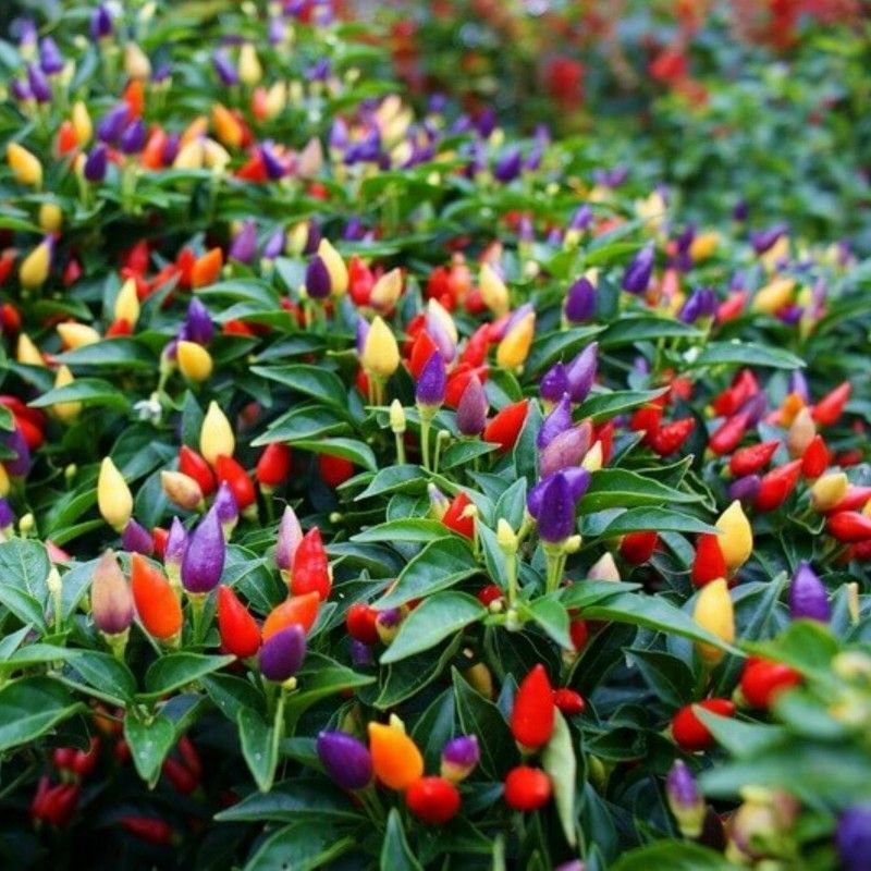 10 Semi di Peperoncino Ornamentale - Semi Freschi, Alta Germinabilità, No-GMO