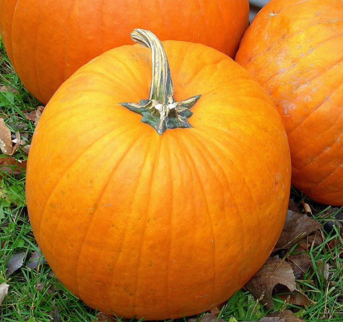 10 Semi di Zucca Quintale - Semi Freschi, Alta Germinabilità, No-GMO