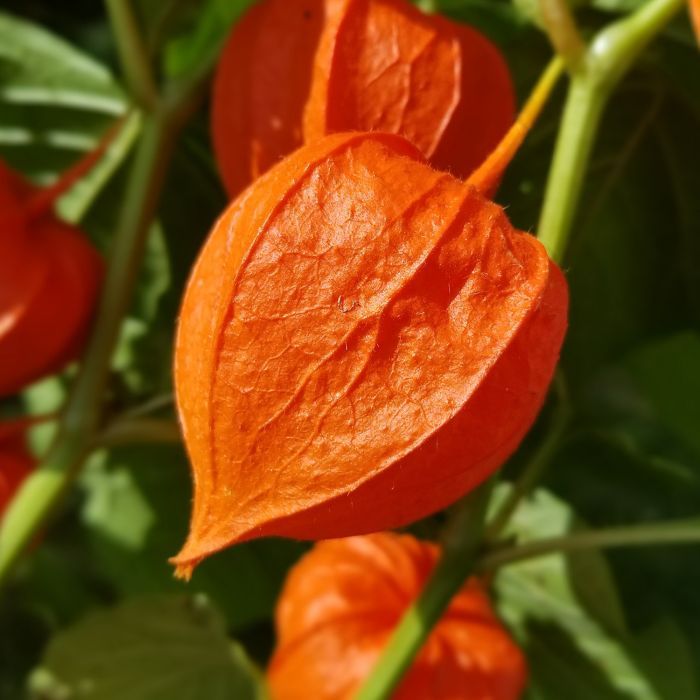10 Semi di Lanterna Cinese - Semi Freschi, Alta Germinabilità, No-GMO