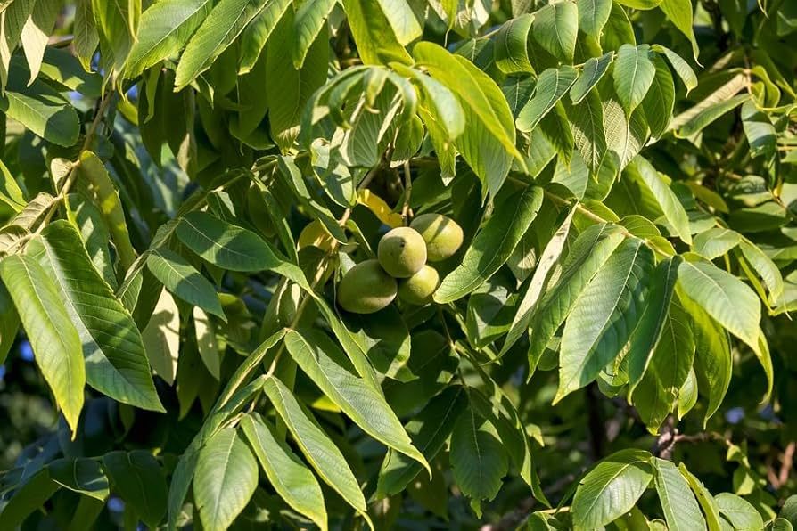 3 Semi di Juglans Cinerea Noce Bianca - Semi Freschi, Alta Germinabilità, No-GMO
