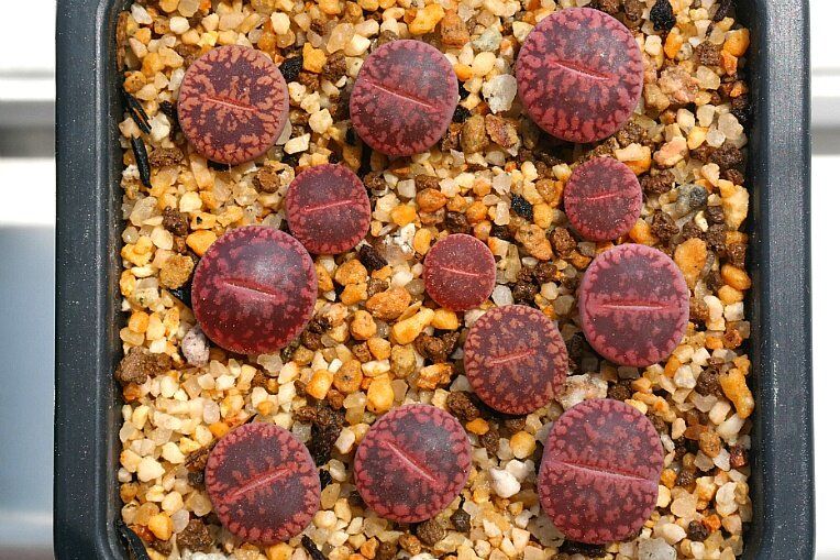 10 Semi di Lithops Aucampiae - Semi Freschi, Alta Germinabilità, No-GMO