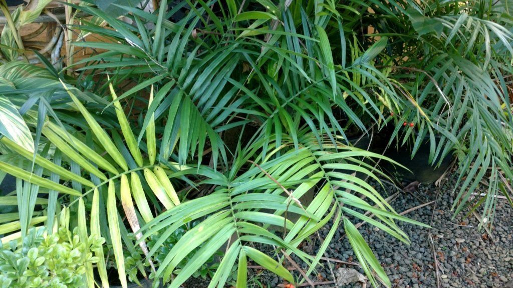 10 Semi di Chamaedorea Radicalis - Semi Freschi, Alta Germinabilità, No-GMO