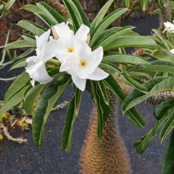 10 Semi di Pachypodium Lamerei - Semi Freschi, Alta Germinabilità, No-GMO