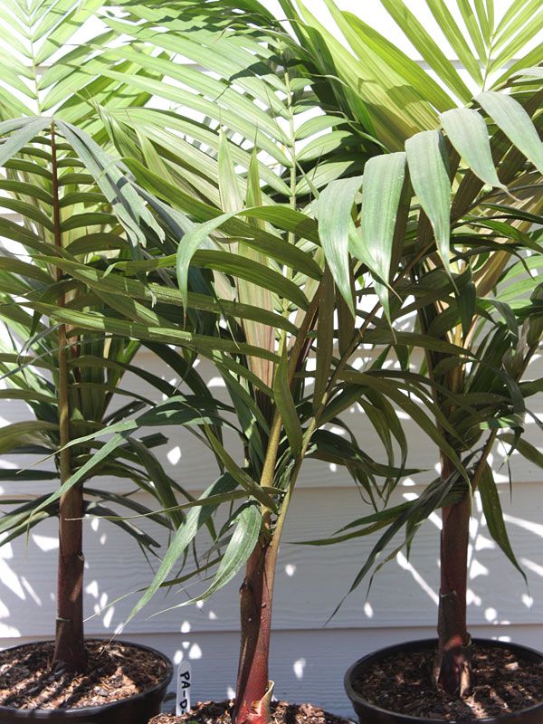 10 Semi di Dypsis Rivularis - Semi Freschi, Alta Germinabilità, No-GMO