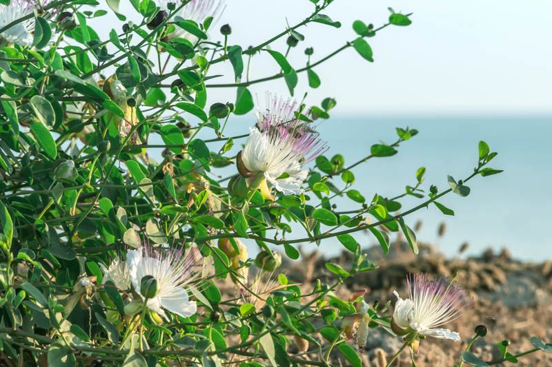 10 Semi di Cappero Capparis Spinosa - Semi Freschi, Alta Germinabilità, No-GMO