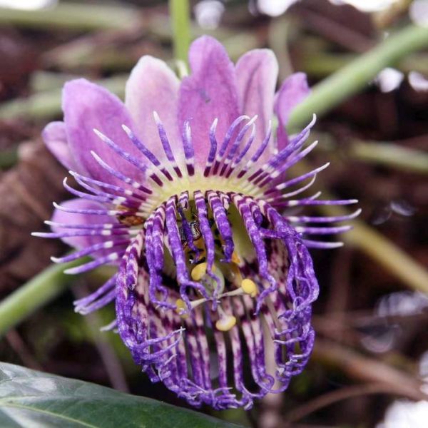 10 Semi di Passiflora Seemannii - Semi Freschi, Alta Germinabilità, No-GMO