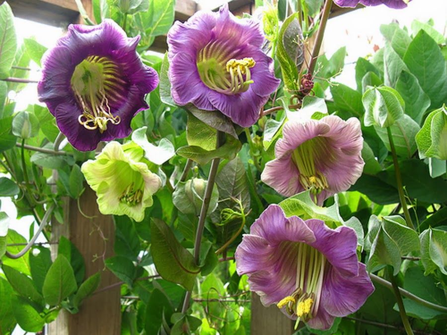 10 Semi di Cobea Violetta - Semi Freschi, Alta Germinabilità, No-GMO