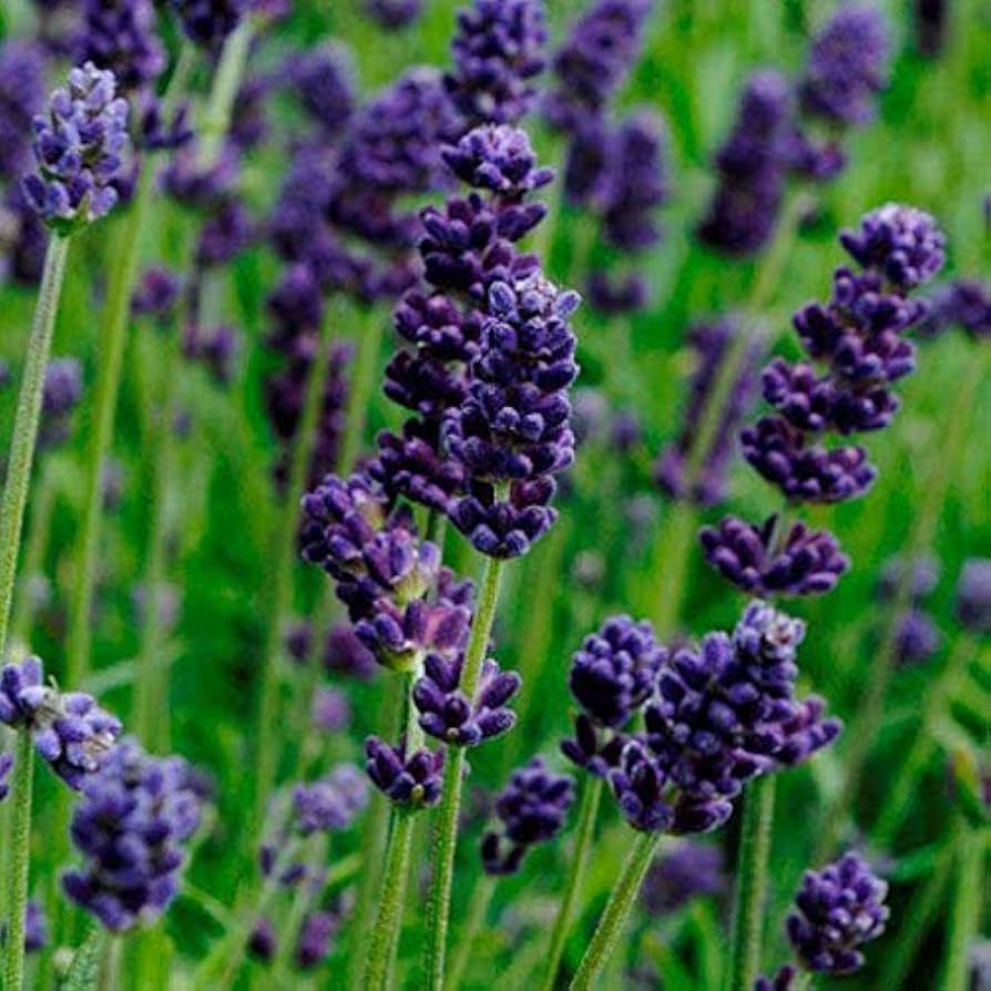 10 Semi di Lavanda - Semi Freschi, Alta Germinabilità, No-GMO