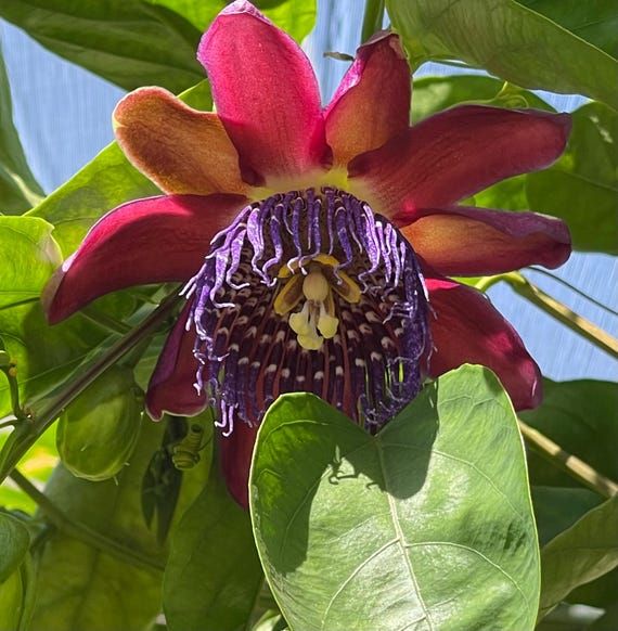 10 Semi di Passiflora Quadrangularis - Semi Freschi, Alta Germinabilità, No-GMO